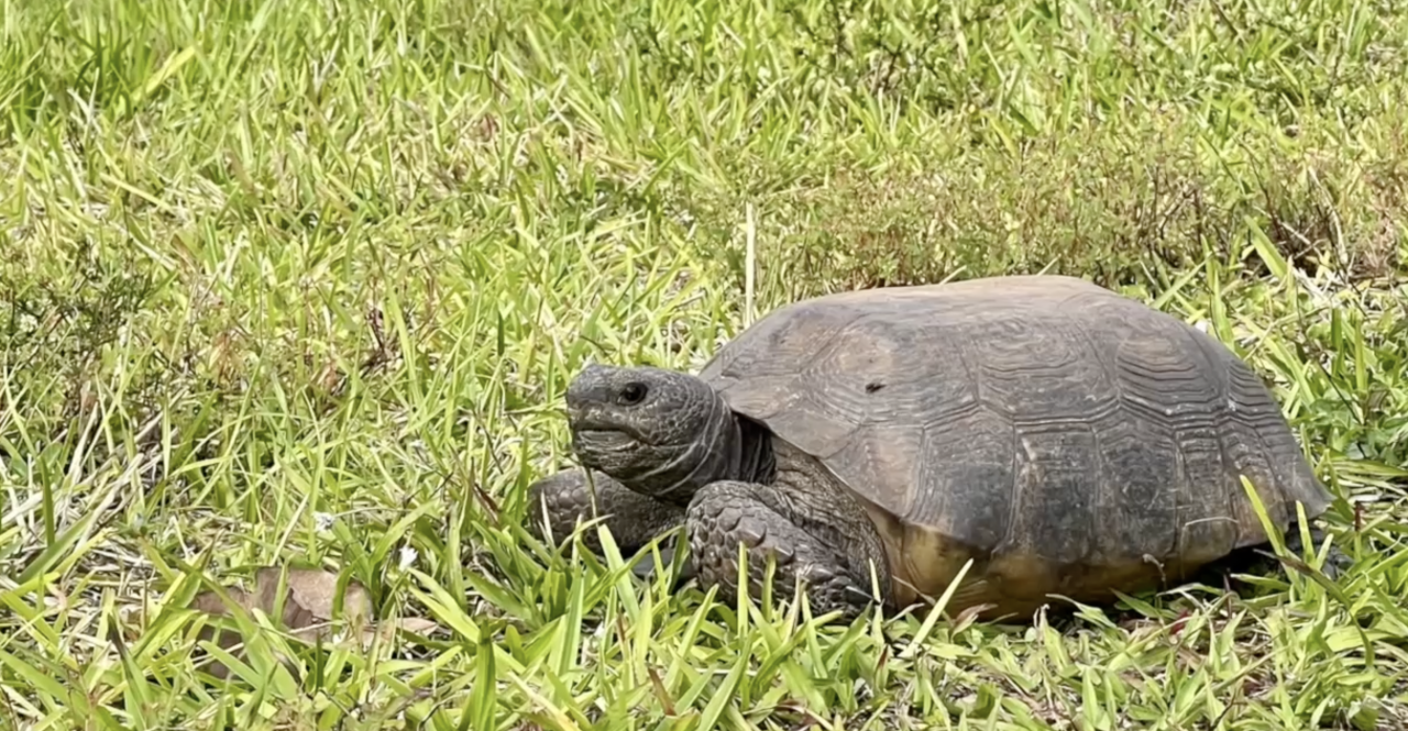 North Port Effort to Protect Gopher Tortoises