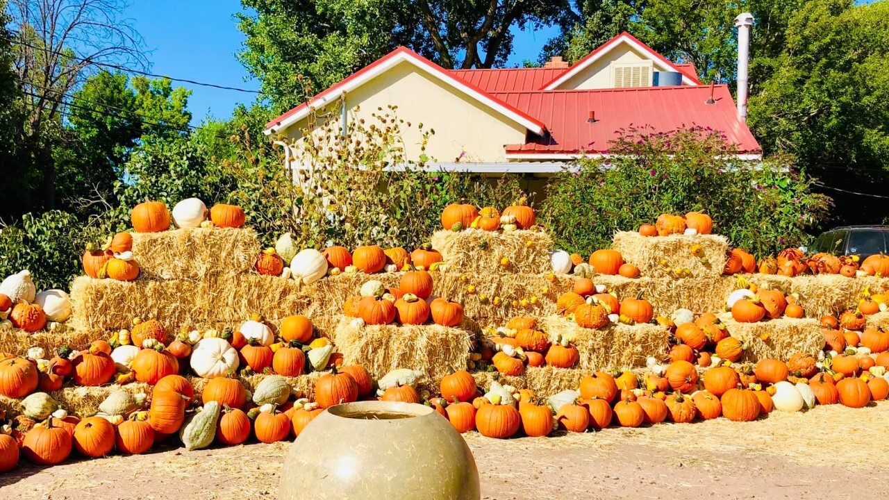 2020 pumpkin patch guide for southern Colorado