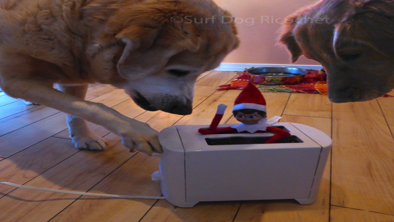 Dogs vs. elf prank war is EPIC