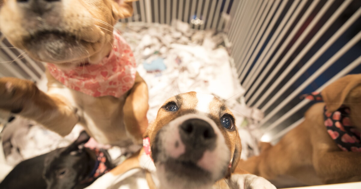 Pets adoptions needed to help animal shelters mitigate rising costs - Vimarsana News