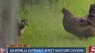 Backyard Chicken Salmonella Outbreak Sickens 600