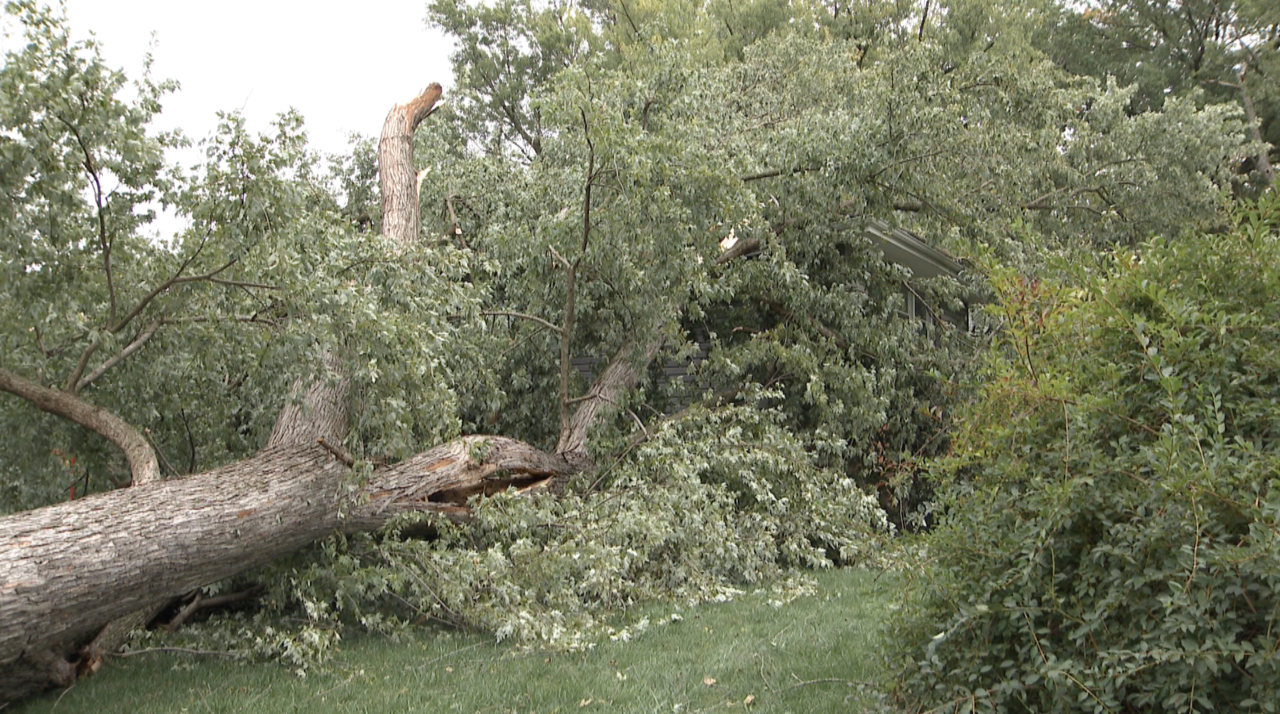 Tree.png