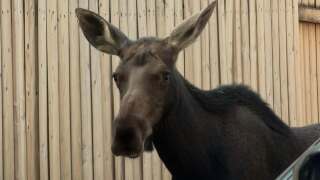 Moose seen in downtown Boise