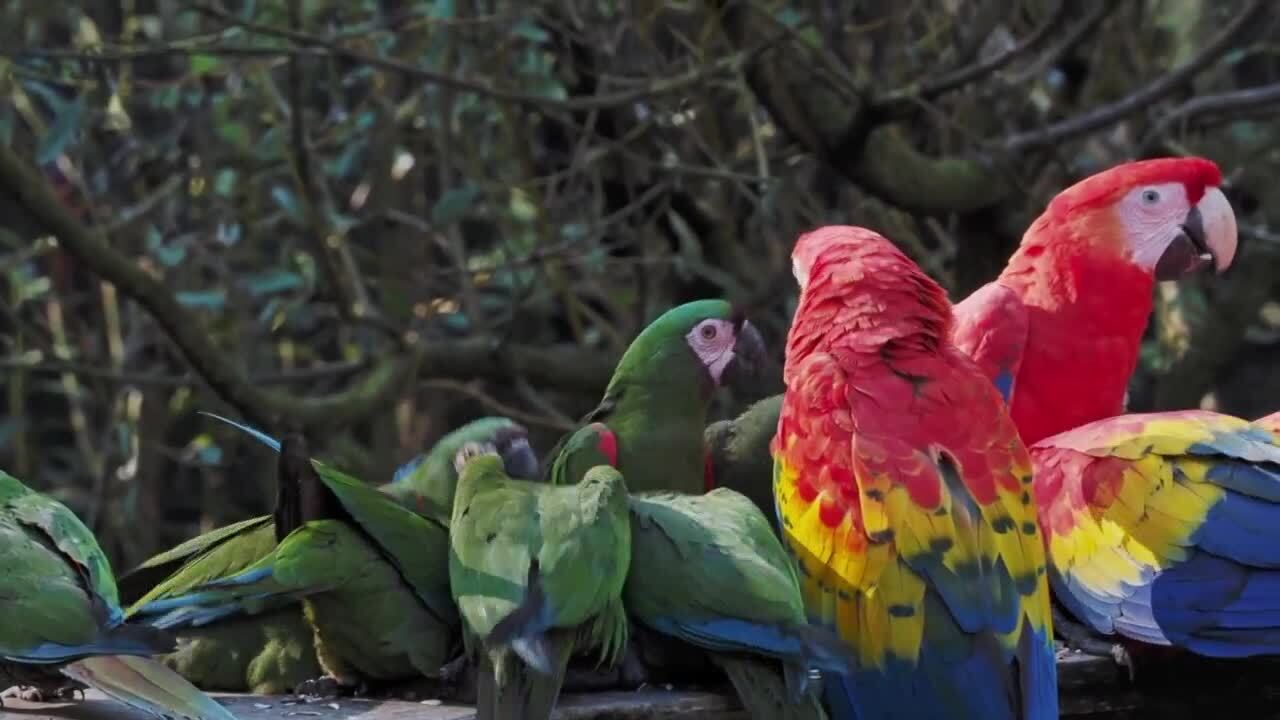 parrots