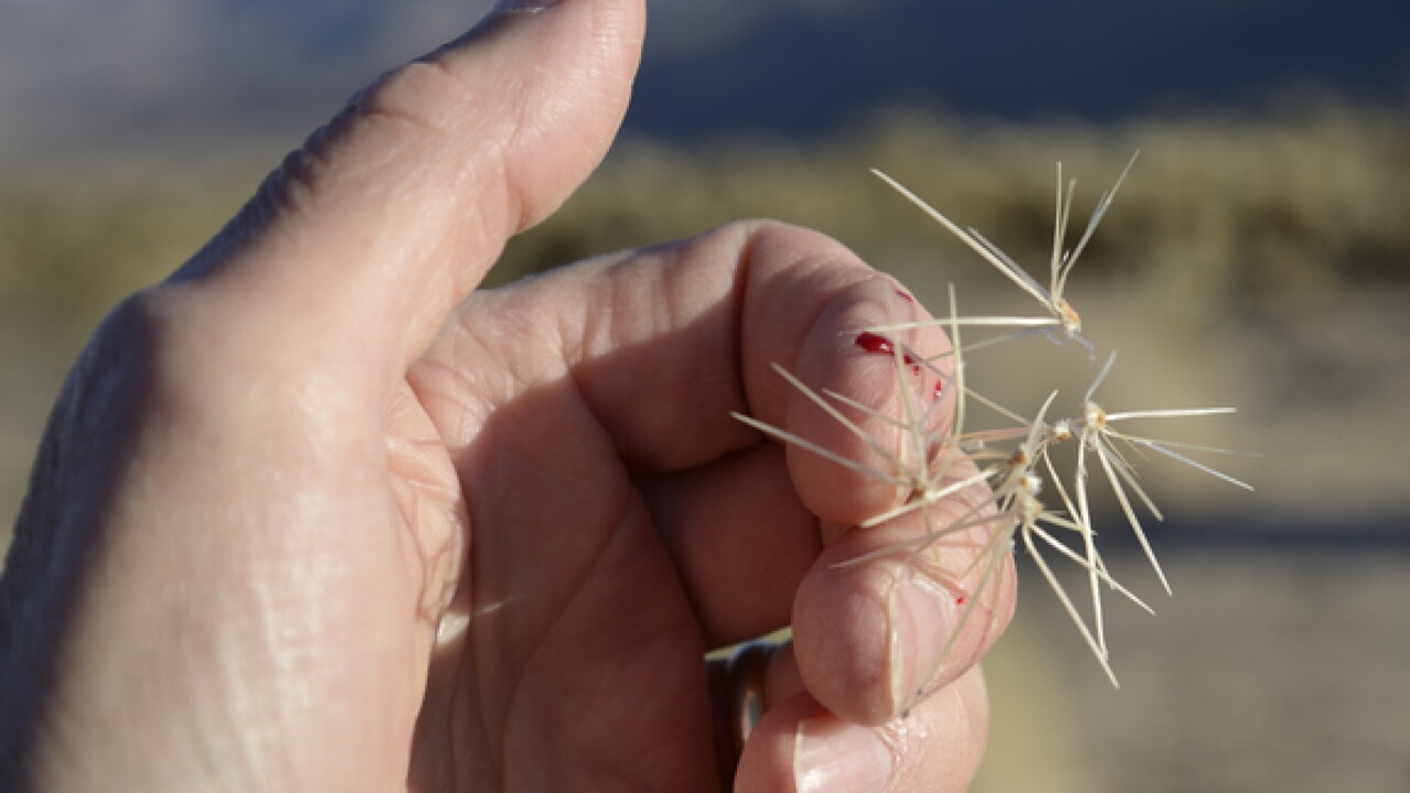 Flying Cactus FLYING CACTUS! 10 things you need to know about the jumping cholla