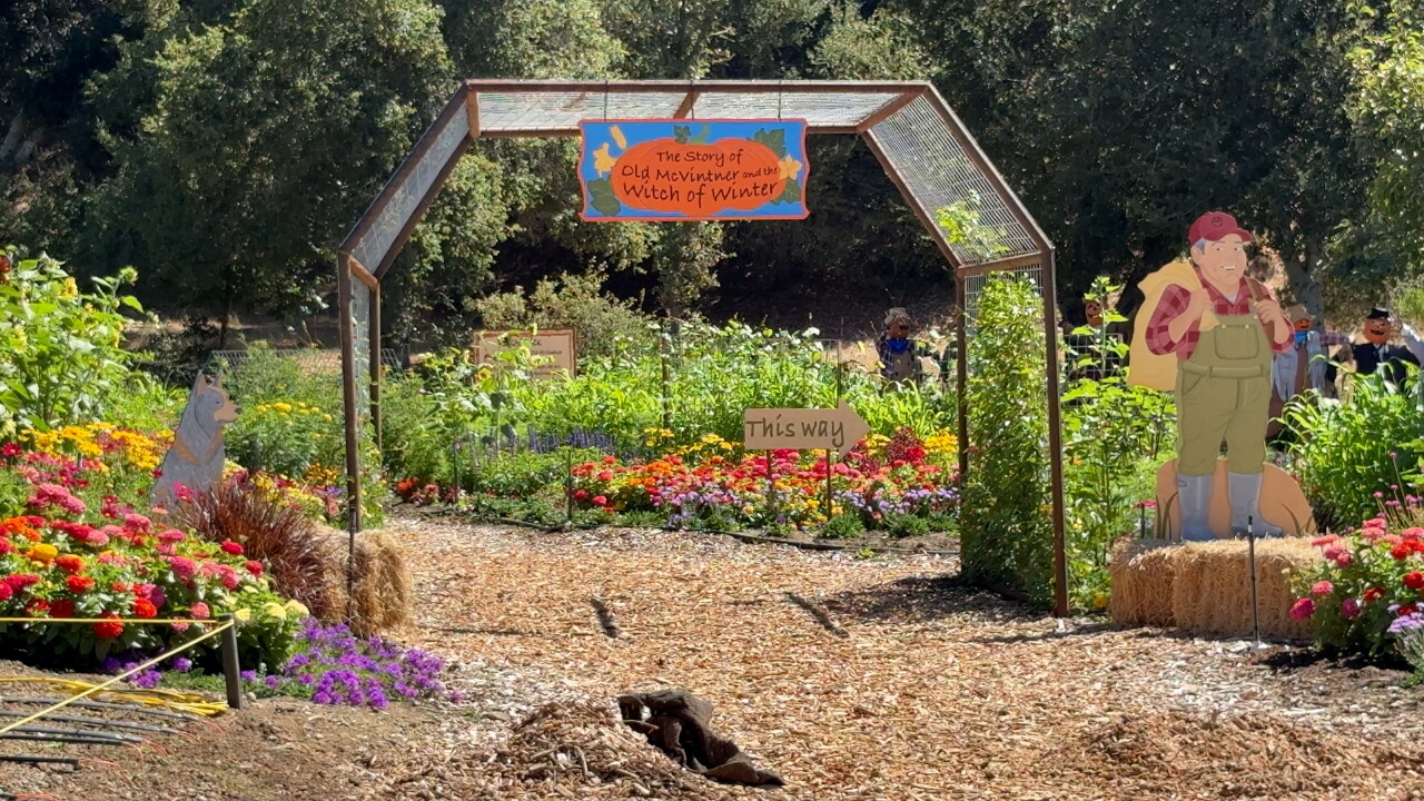 46 Ranch pumpkin patch