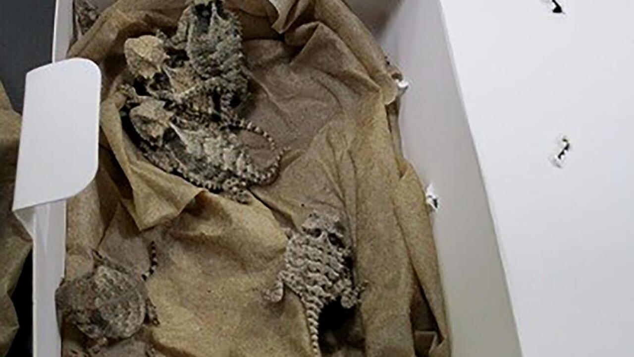 Reptiles AP.jpeg