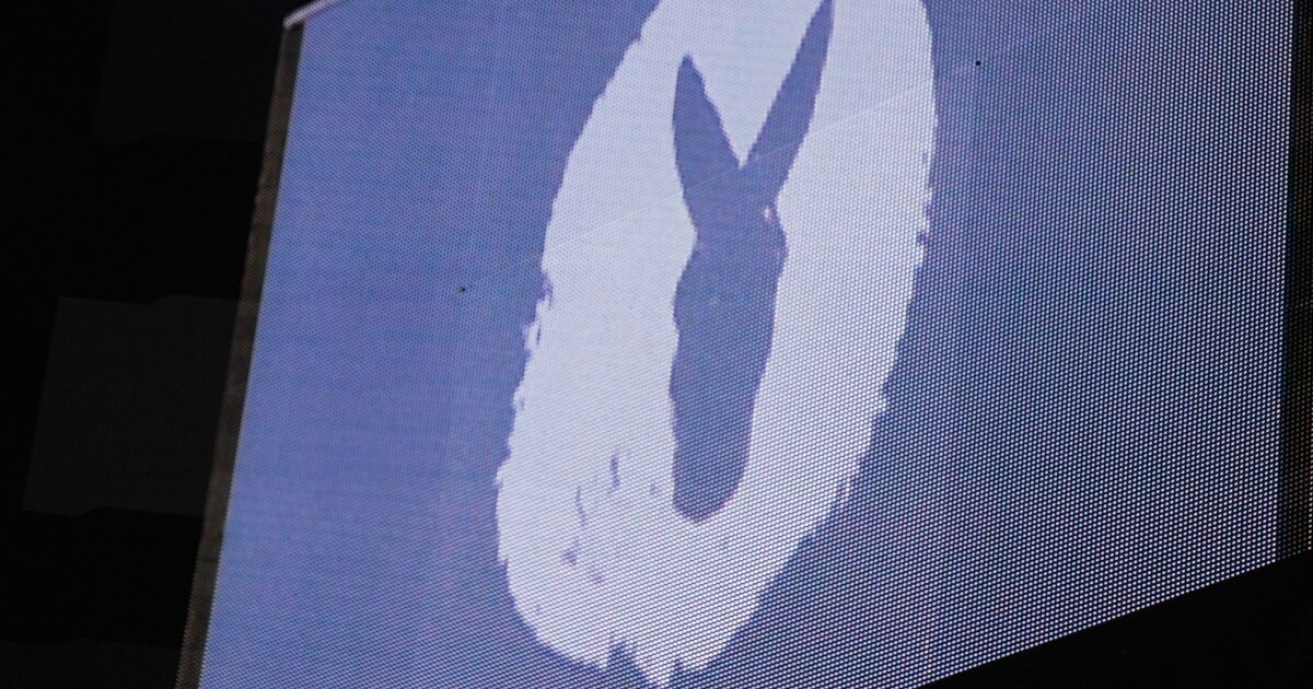 Montana Democrats say U.S. Senate race shake-up won't impact course