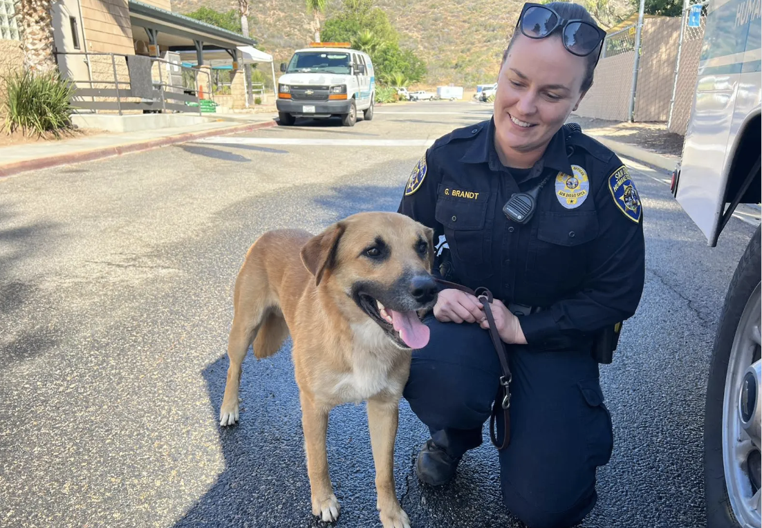 Dog safely removed from gorilla exhibit at San Diego Zoo Safari Park
