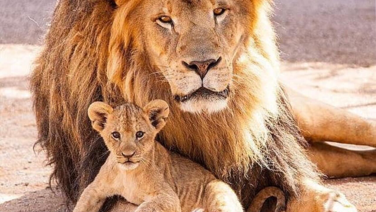 Lion Habitat Ranch