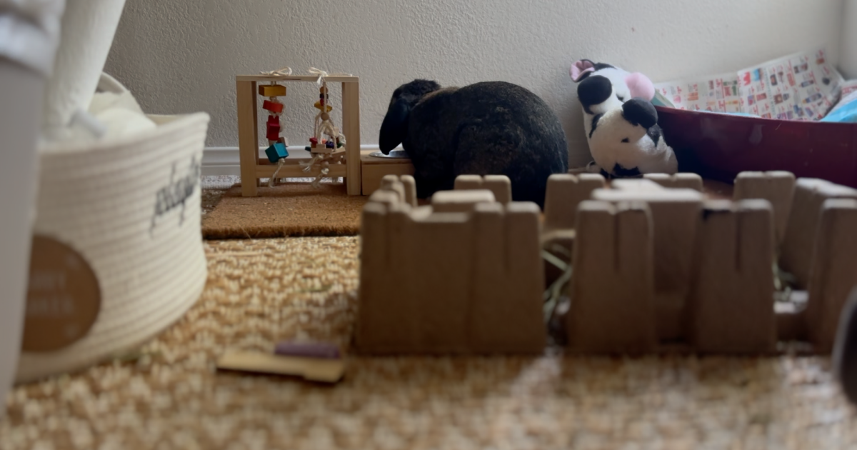 After Easter Kern shelters see a bunny boom