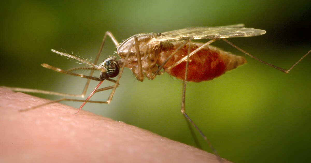 Health department warns of increased West Nile virus risk in Montana