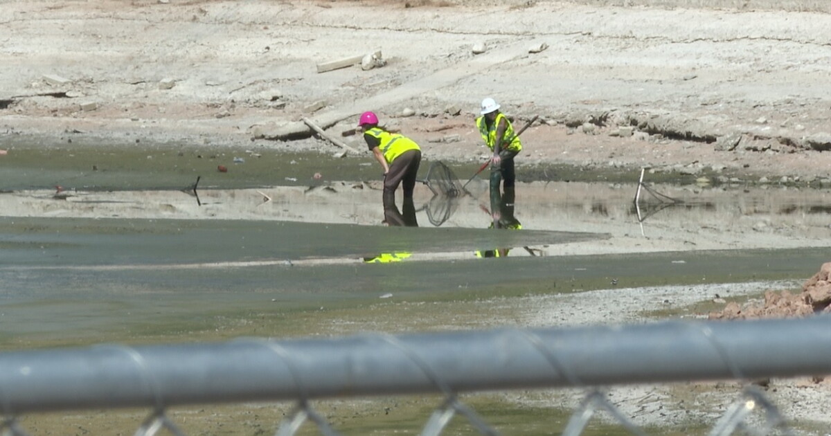 Wildlife groups continue turtle rescues as Gilbert renovates Freestone Park lakes