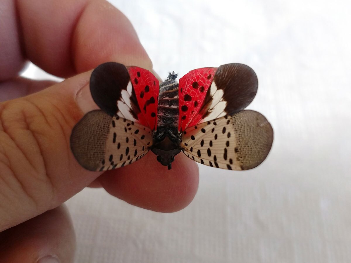 Spotted Lanternfly