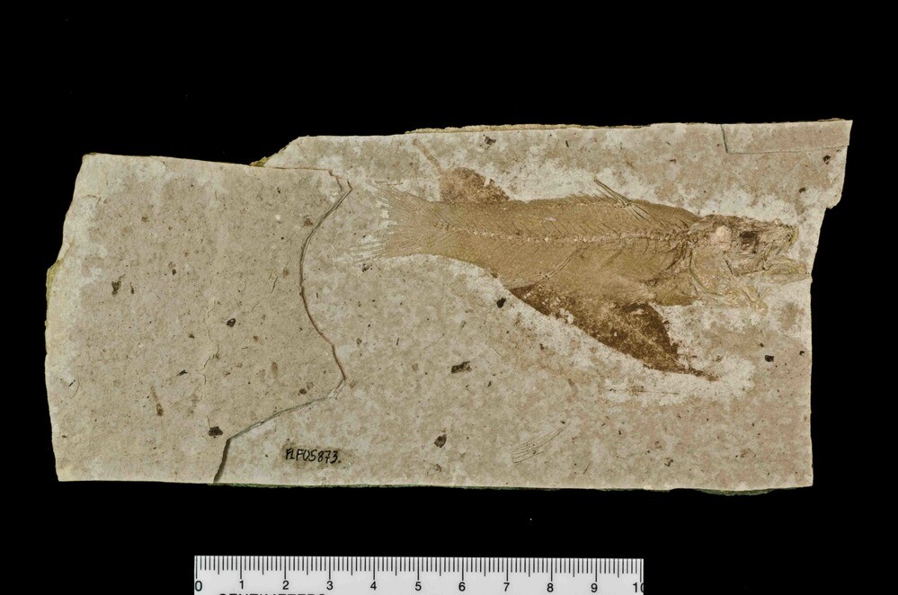 Pirate perch at FLORISSANT FOSSIL BEDS NATIONAL MONUMENT_NPS photo