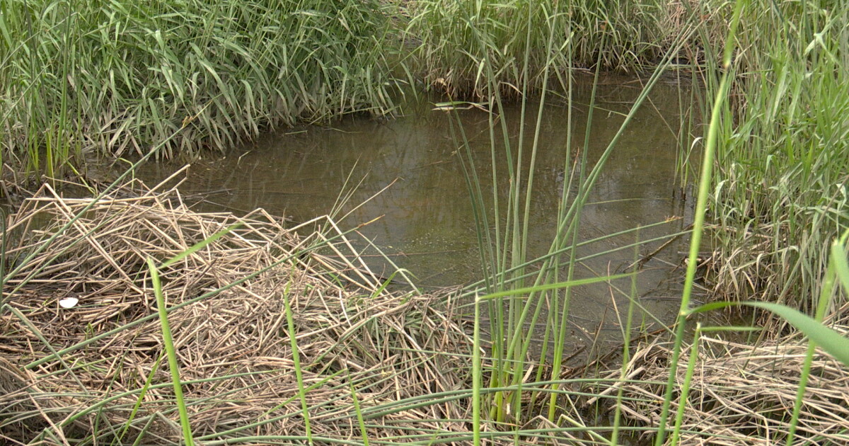 Standing water, prime habitat for mosquito larvae in Montana - Vimarsana News
