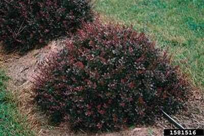 JapaneseBarberry1.jpg