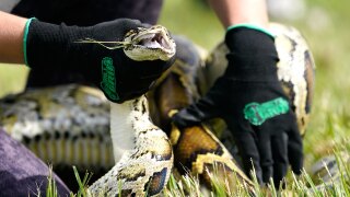 A Burmese python is held during a safe capture demonstration on June 16, 2022, in Miami. Florida wildlife officials said Thursday, Oct. 20, 2022, that 1,000 hunters from 32 states and as far away as Canada and Latvia removed 231 Burmese pythons during the 10-day competition known as the Florida Python Challenge, an annual competition to eliminate the invasive species from the South Florida wetlands preserve.