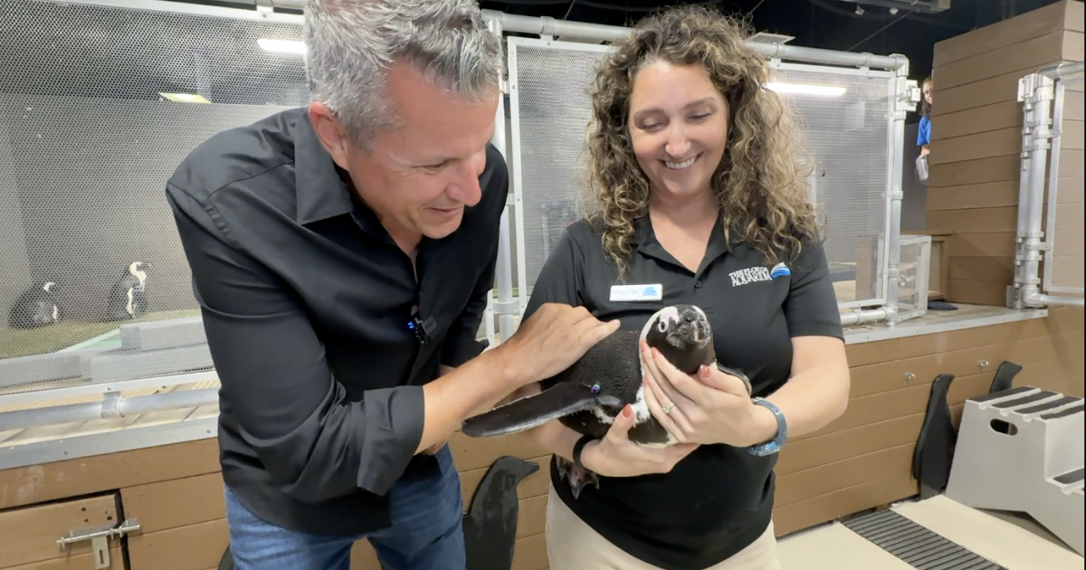 'Penguin Waddle Week' at Florida Aquarium brings awareness to endangered species
