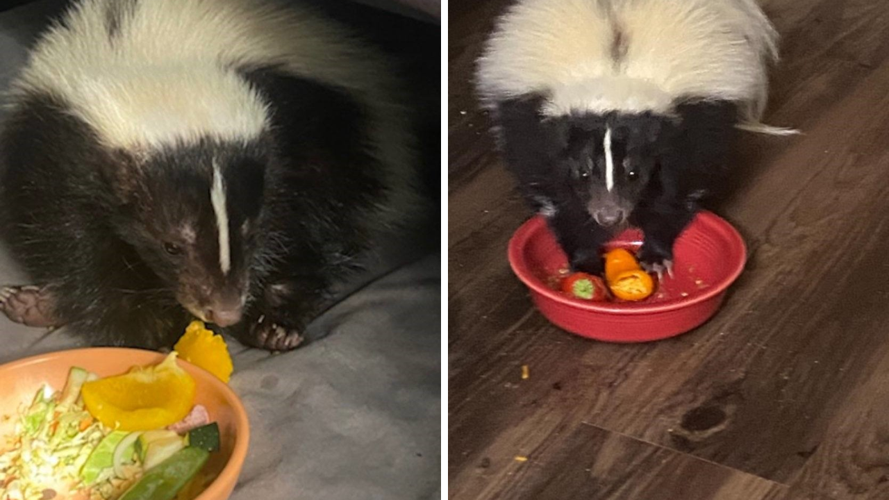 Rescues in Action: Ginger