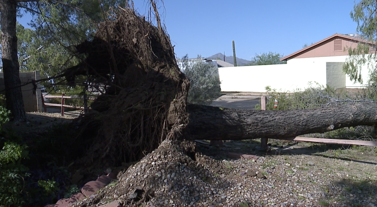 Fallen tree near house