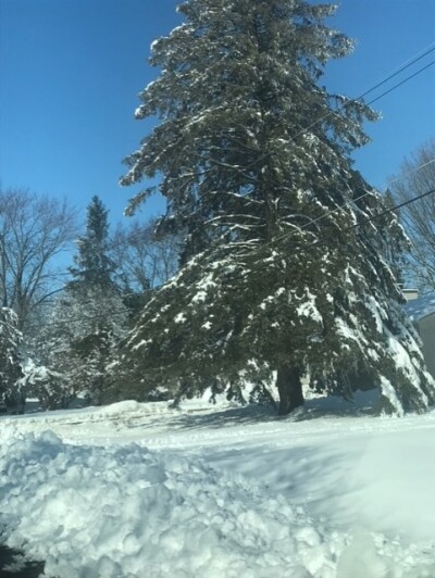 winter storm damage