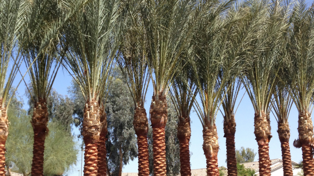 moon valley nursery_palm trees