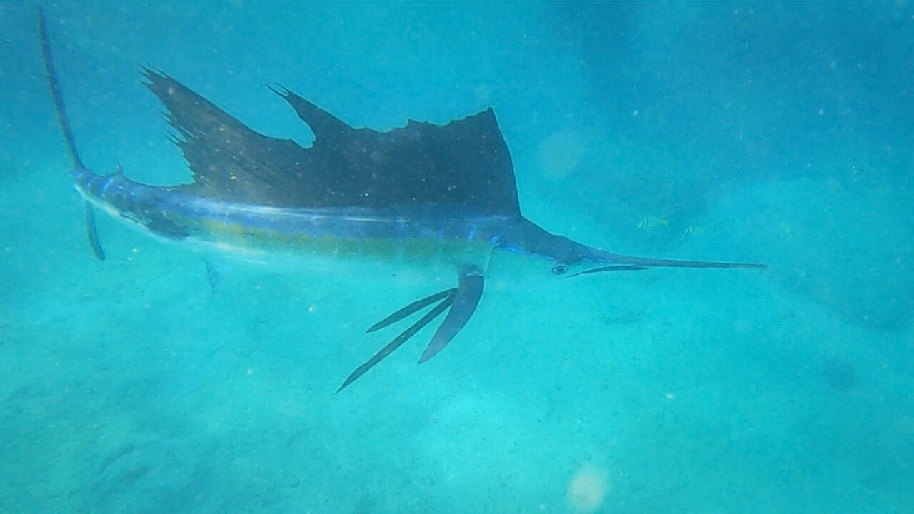 Sailfish spotted under the Blue Heron Bridge in Riviera Beach 