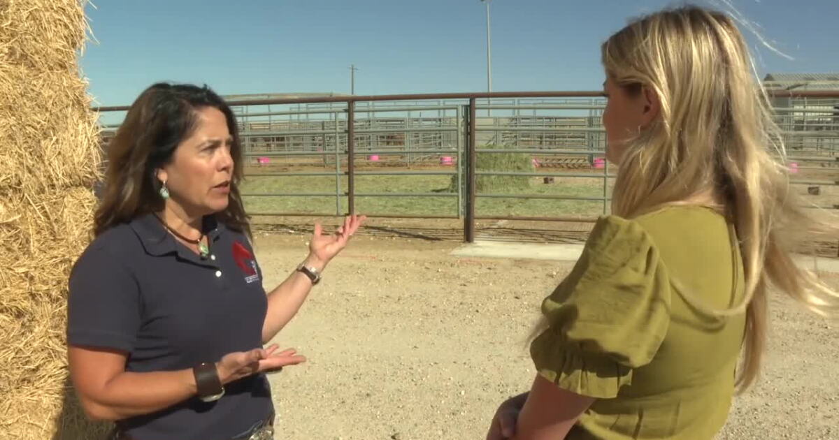 Wild horses gathered in Boise Corrals awaiting adoption or rangeland placement - Vimarsana News
