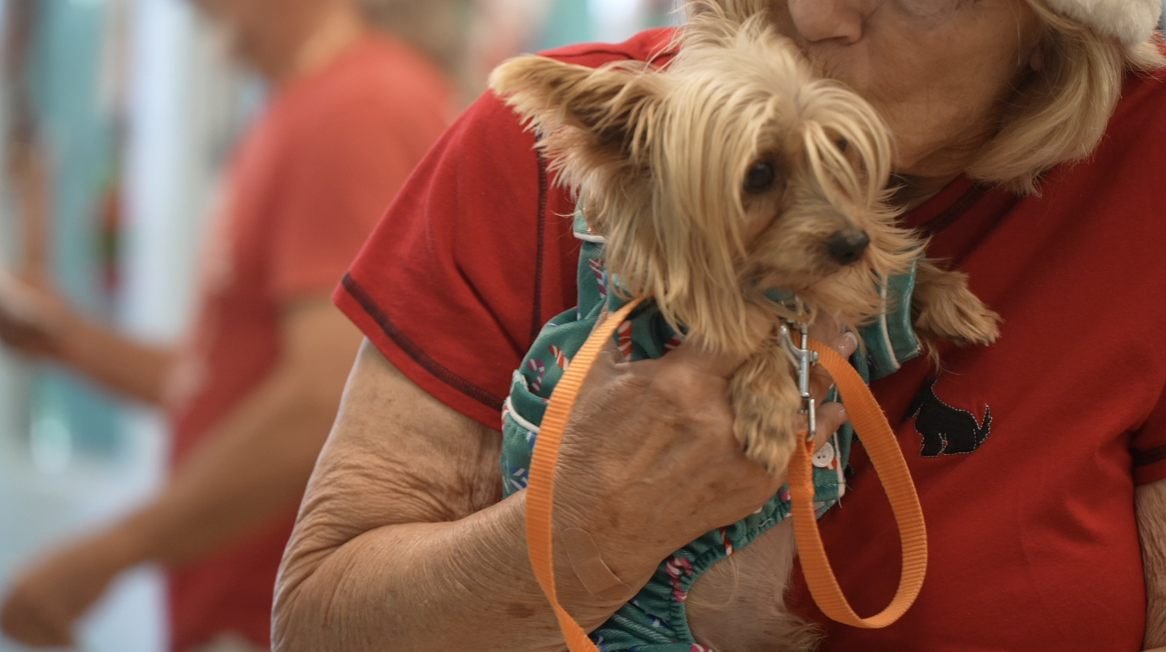A dog dressed in pajamas