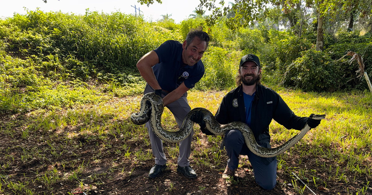Python hunters train at Everglades park ahead of Florida Python Challenge