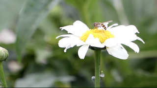 Fall is the right time to plant: What Metro Detroit gardeners should do before winter