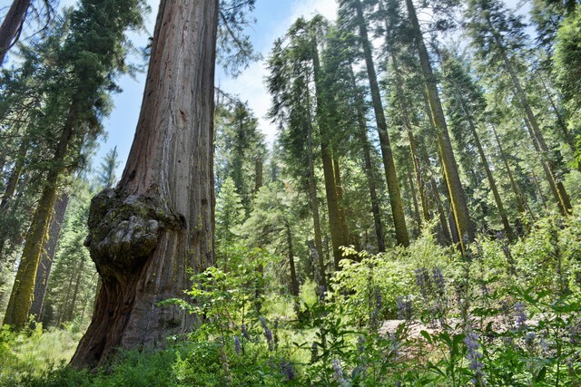 10 pictures from the top 10 most visited national parks in the United States