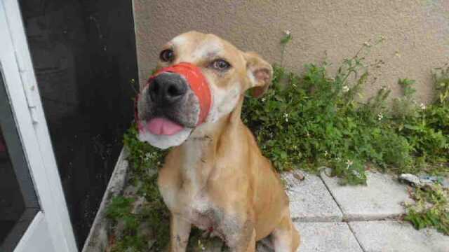 Dog mouth taped shut 2.jpg
