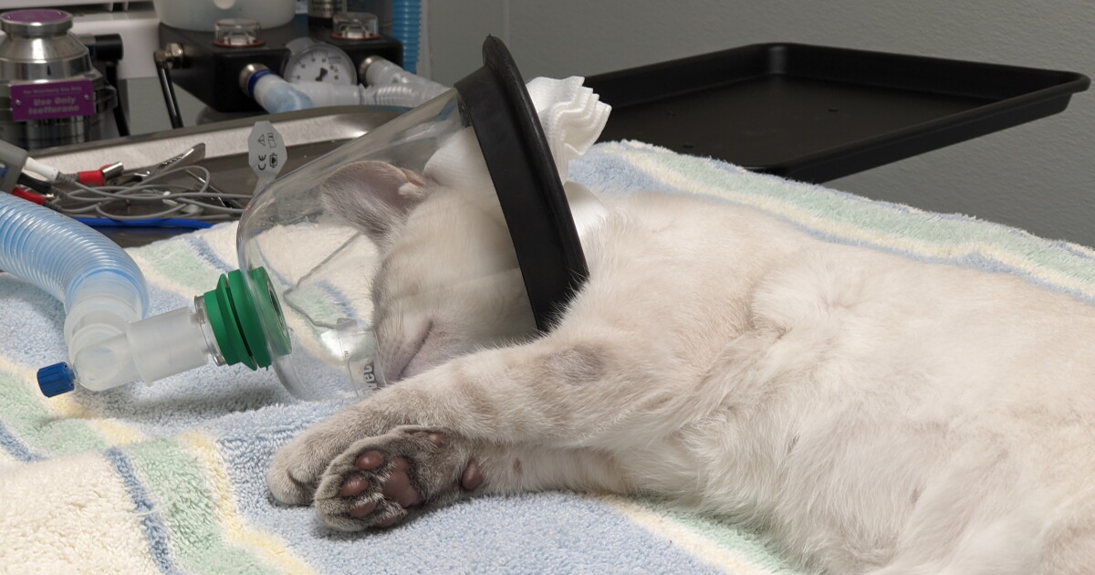 'It's crushing': Fatal virus spreads through cats at Cody animal shelter - Vimarsana News
