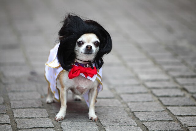 Photos: Elvis Presley impersonators of all shapes, sizes, colors and species