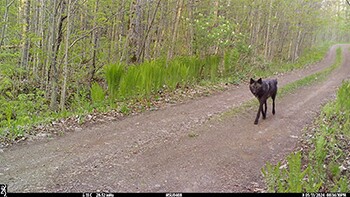 350wolf-5_original.jpg