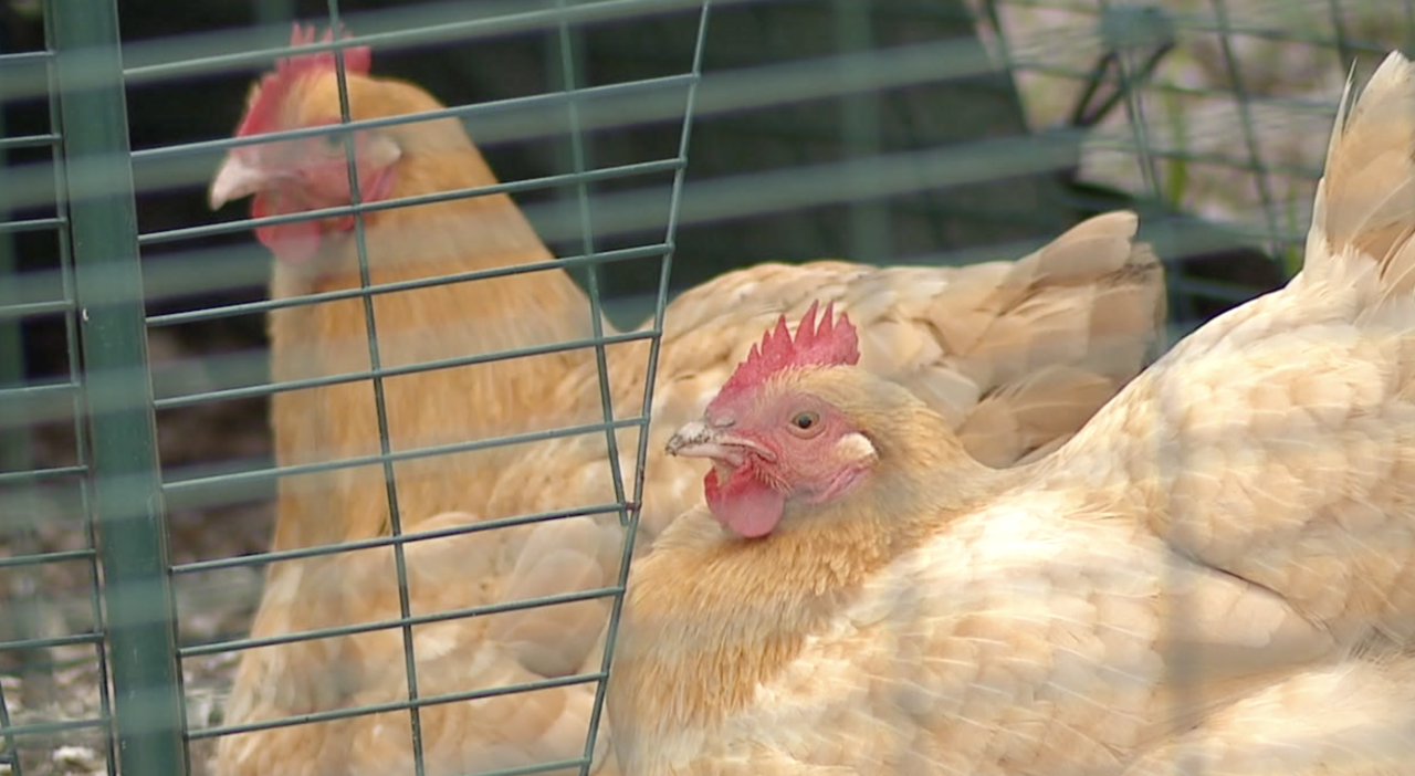 Chickens