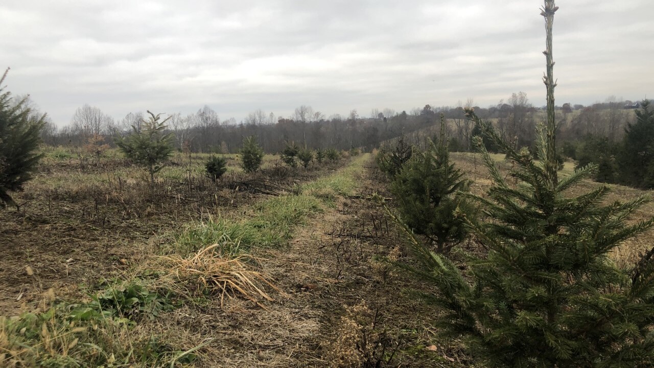 Christmas tree farm closed for season due to summer drought
