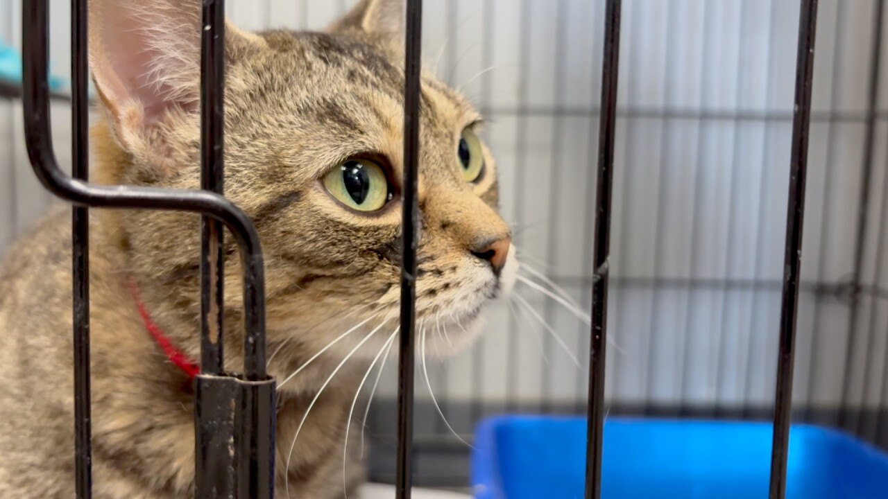 PET ADOPTION CAT.jpg