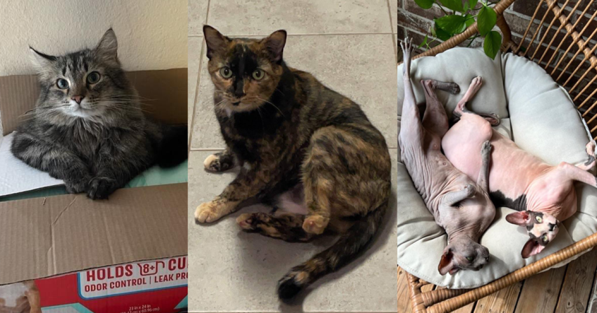 At least four cats missing after huge fire at Mt. Juliet apartments - Vimarsana News