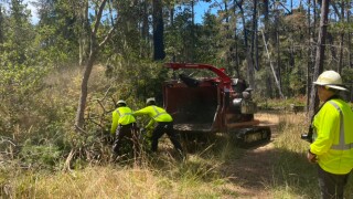 Strawberry Canyon forest health project