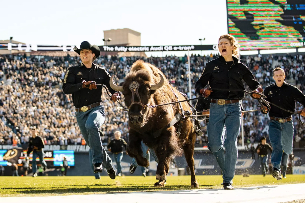 Ralphie VI Retires