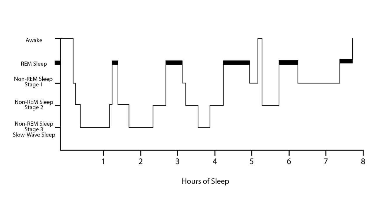 Sleep Stages