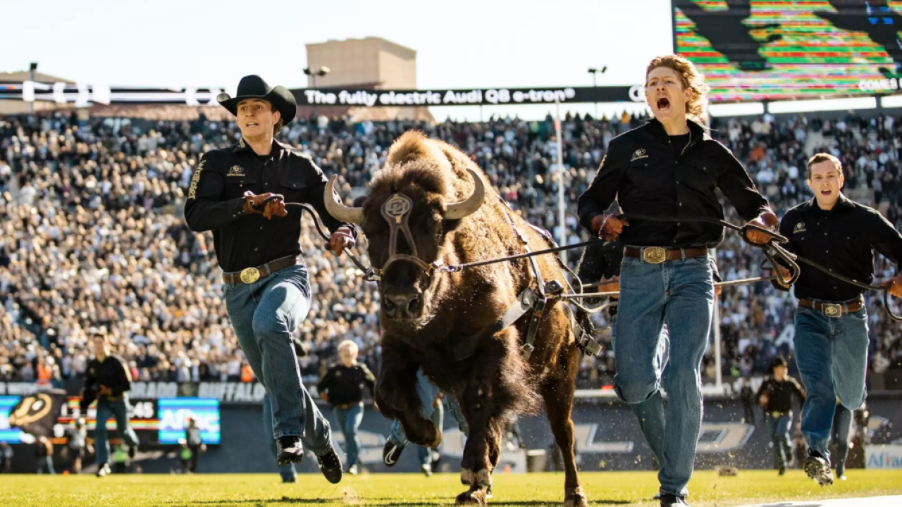 Friday Ralphieme CU Boulder's Ralphie VI retires from kicking off football games