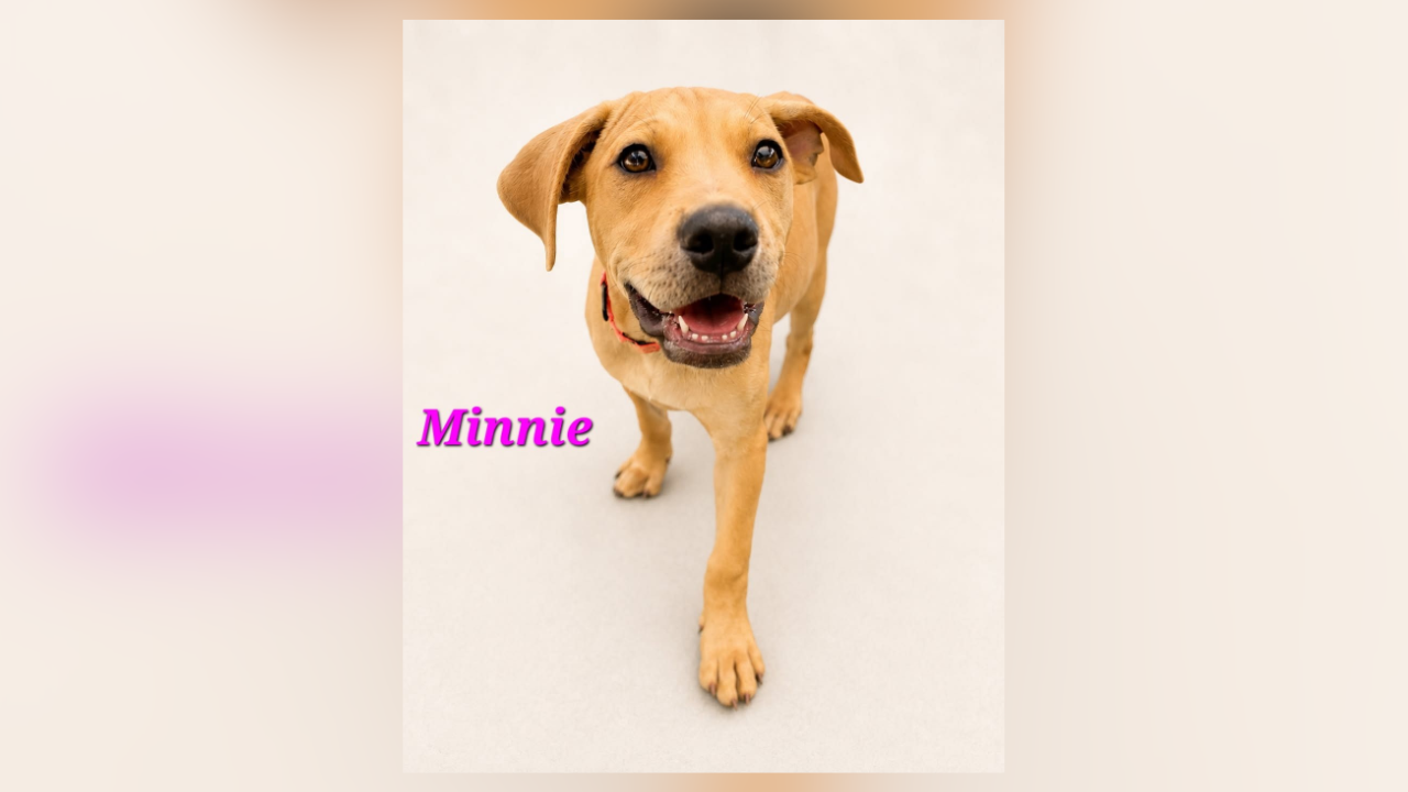 Minnie