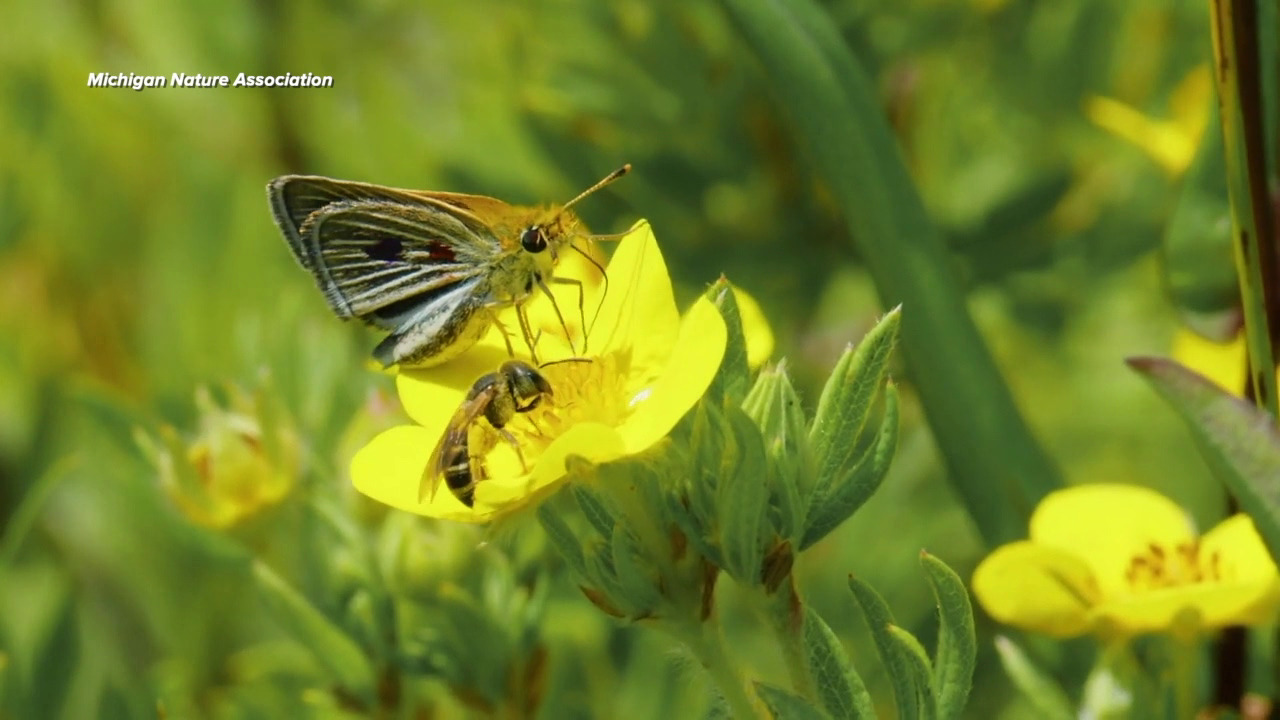 Poweshiek skipperling