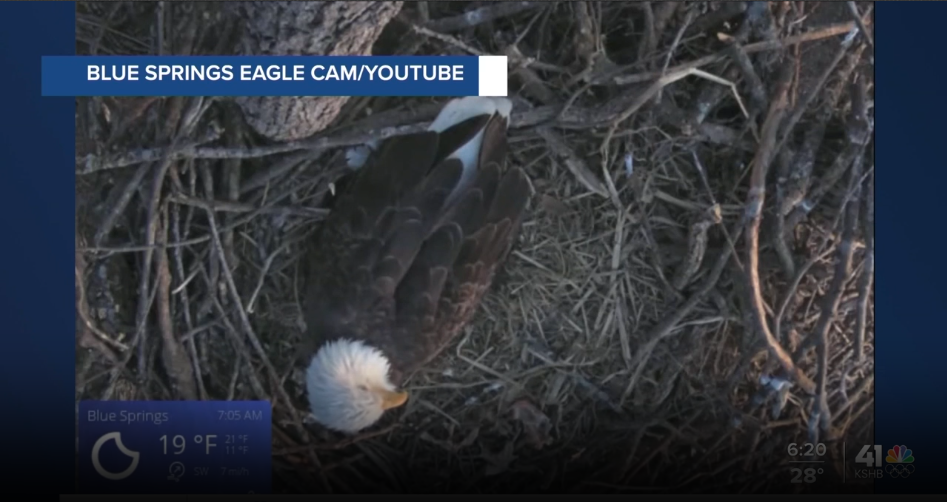 Eagle cam