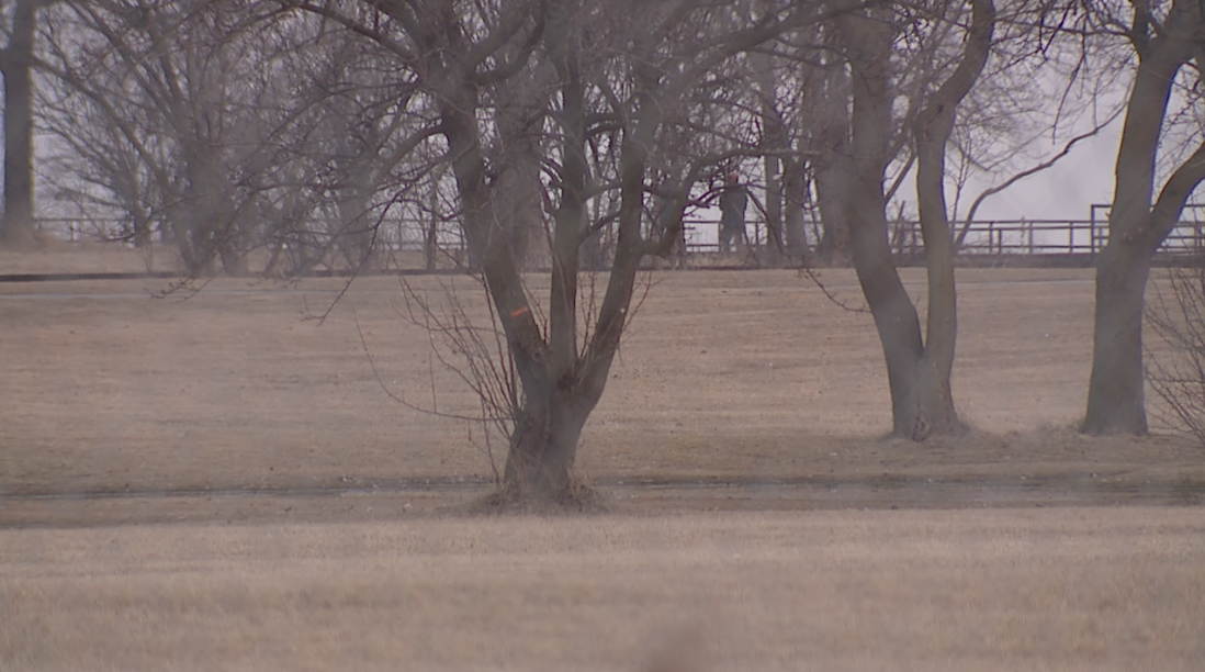 The City of Detroit is removing 251 trees from Alfred Brush Ford Park