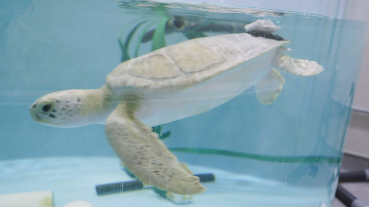 Kai the green sea turtle.png